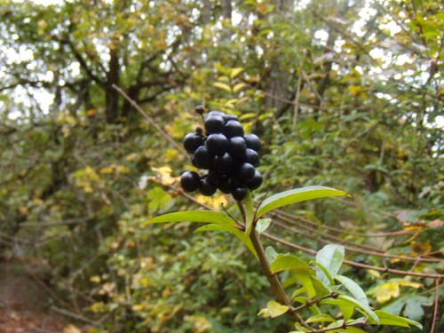 Privet berries Goring circular