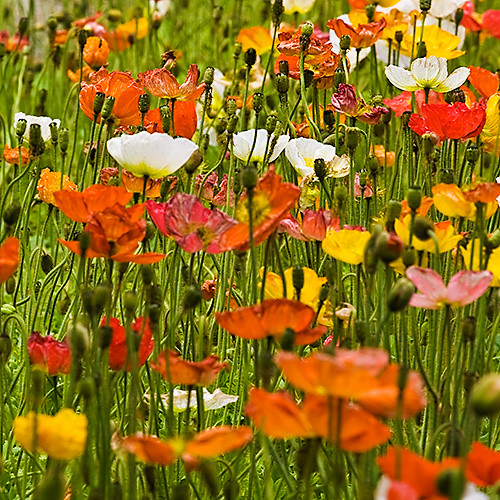b6976 Poppies A-Popping