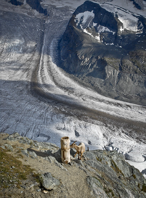 Mountain Goat licking salt  in the Gornergrat (3130m) Zermatt .Canton of Valais, Switzerland. No. 075.