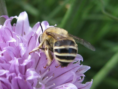 Buzzy Fly? on Chive Flower by the Fountain