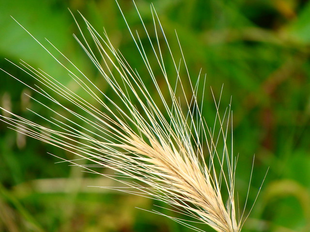 Una spiga per la vita - One ear of wheat for life