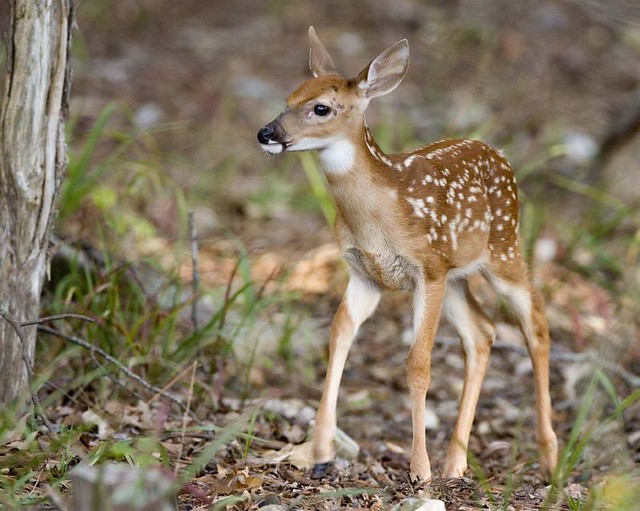 All sizes | Fawn | Flickr - Photo Sharing!