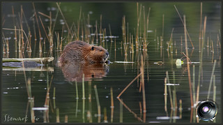 Beaver | by Stewart Ho