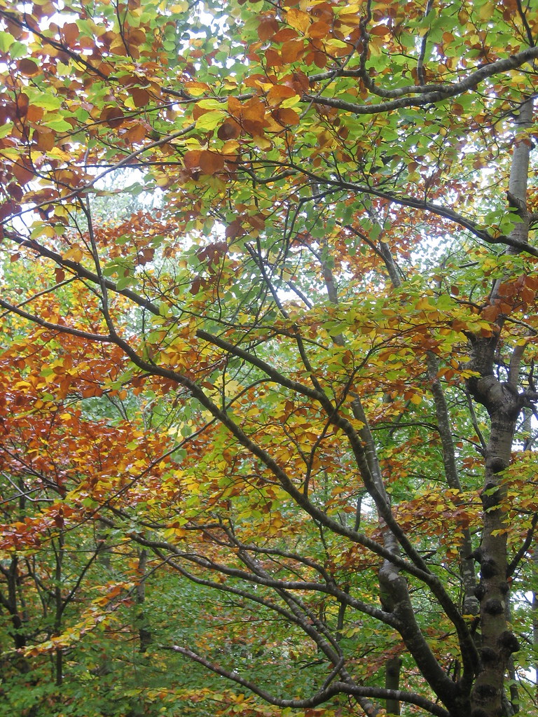Autumn colors | Denise Libien | Flickr