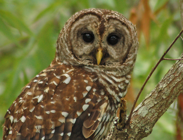 barred owl portrait