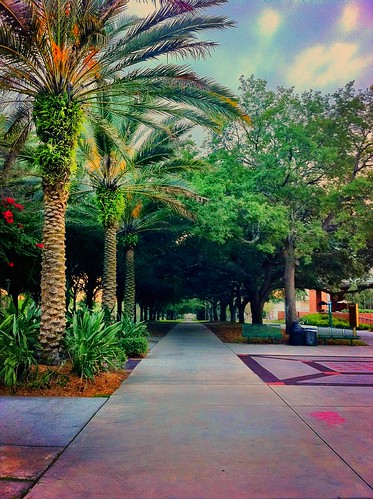 USF in all of its glory!