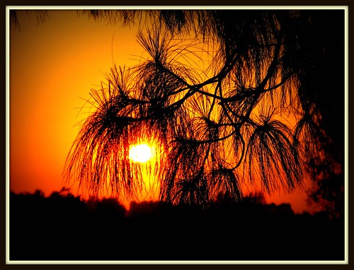 Sunset, Orange CA by pjmartojr@sbcglobal.net, ysplix sun sunny gittersteigen 2008 trees baum gittersteiger sonnenuntergang sommer summer juni juli