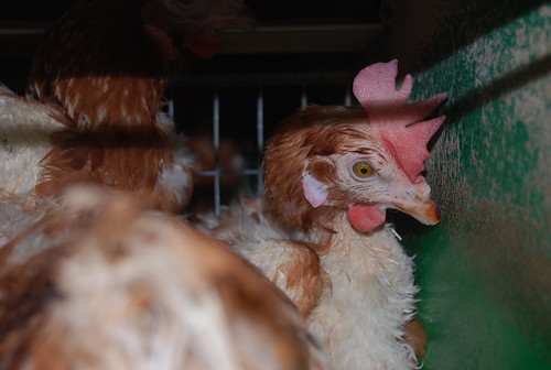 Interior de la granja de gallinas - Rescate Abierto de 10 gallinas