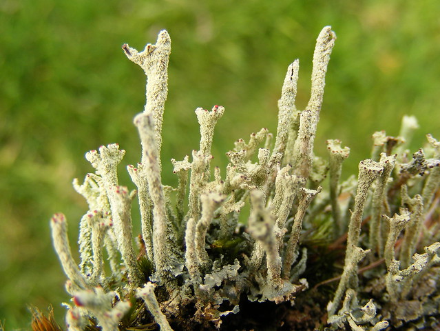 Gray lichens (Cladonia deformis)