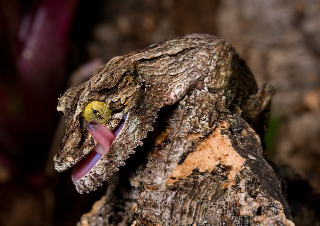 Uroplatus sikorae - Mossy Leaf-tailed Gecko