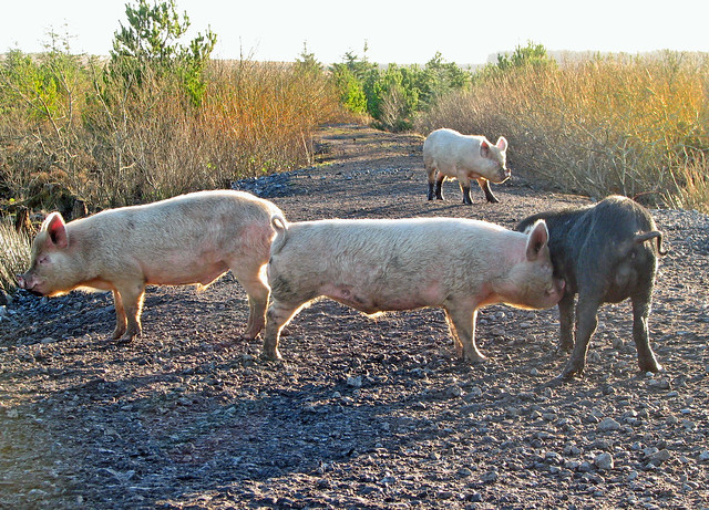 porkers go for a stroll