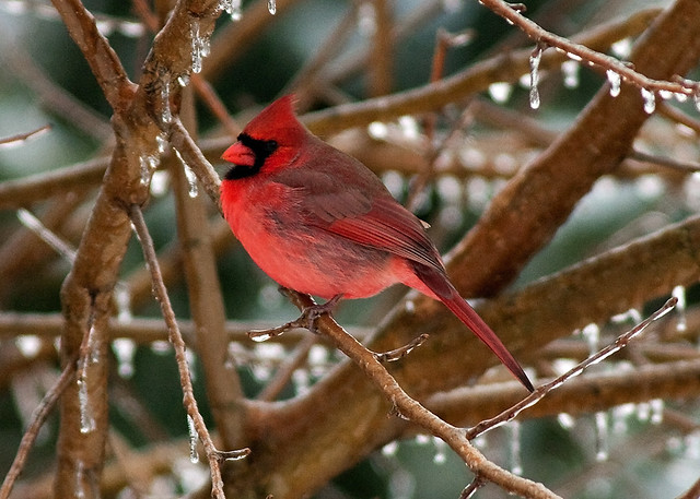 Male Cardinal on Ice-covered Branch
