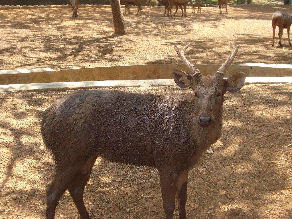 Stag | ... Shot from Thiruvananthapuram Zoological Park... L… | Flickr