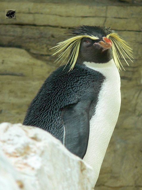 Sziklaugró pingvin - Rockhopper penguin