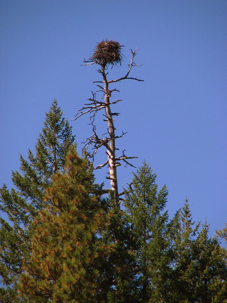 Green Ridge