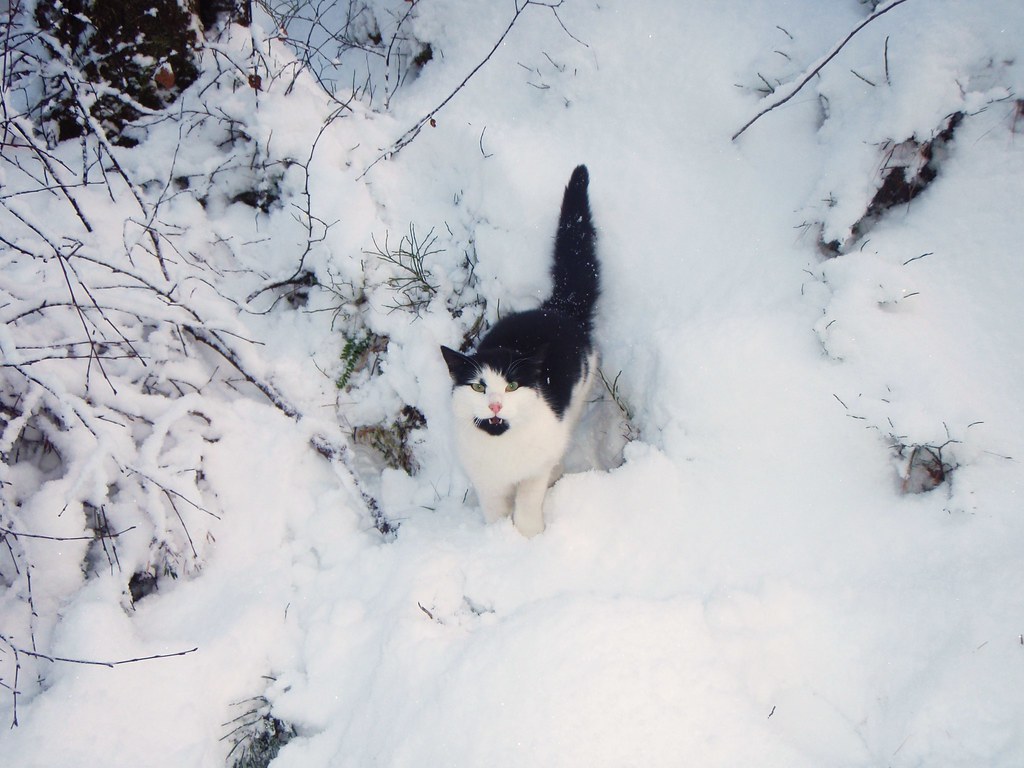 Mount Fløien snow Cat