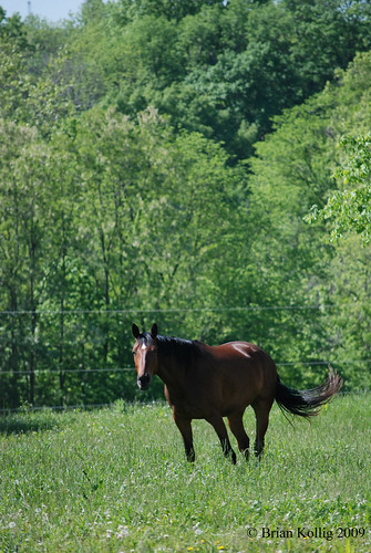 ohio horse geotagged cincinnati dane walnutcreek 2009 d80 geotaggedohio kollig cinicinnatiohio walnutcreekstables