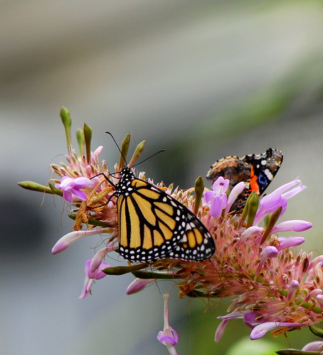 Monarch Butterfly and Friend by Scott Michaels