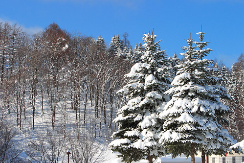 japan landscape winter sunny tree snow 日本 北海道 gps canoneos10d canonef70200mmf28lisusm photo