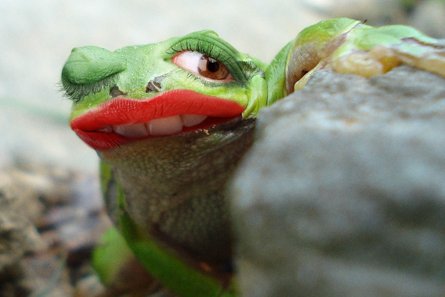 Shy Lipstickfrog