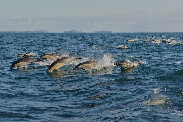 Dolphins chasing us