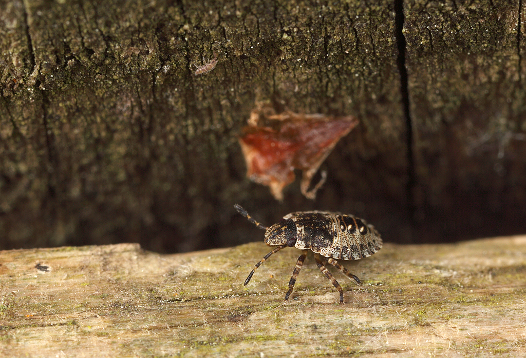 Forest Bug nymph & Springtail