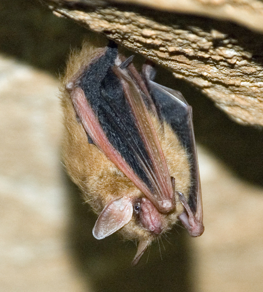 15 - Solitary_Roosing_Bat | NPS Geologic Heritage | Flickr