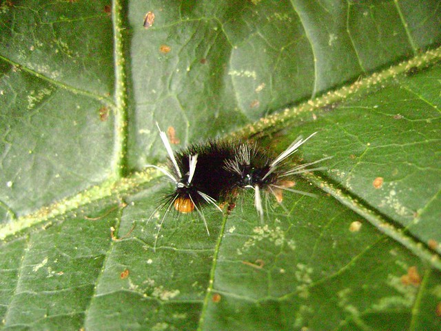 Unidentified caterpillar (3)