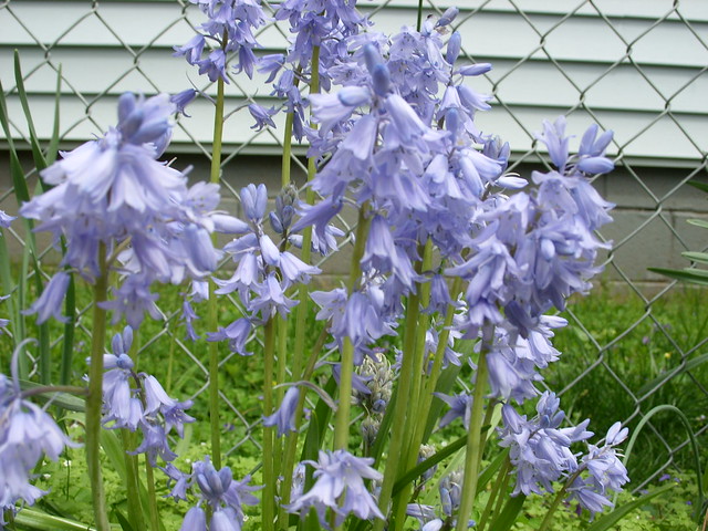 Purple (Blue bells? What are these called?) Flowers