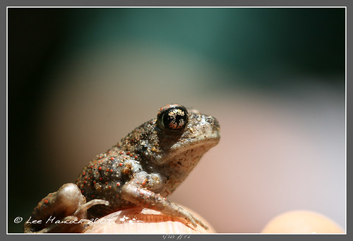Juvenile Eastern Spadefoot Toad by leeinhisroom