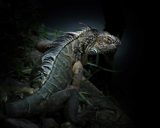 stalking iguana