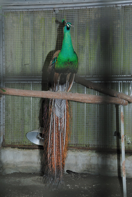 綠孔雀雄鳥