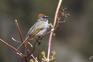 Green-tailed Towhee | by brad.schram
