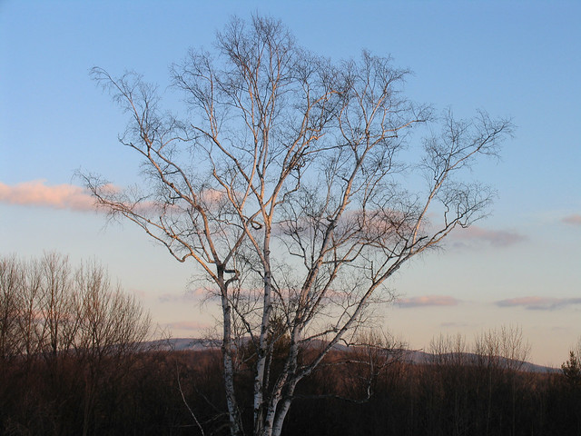 Winter sunset (Birch tree detail)