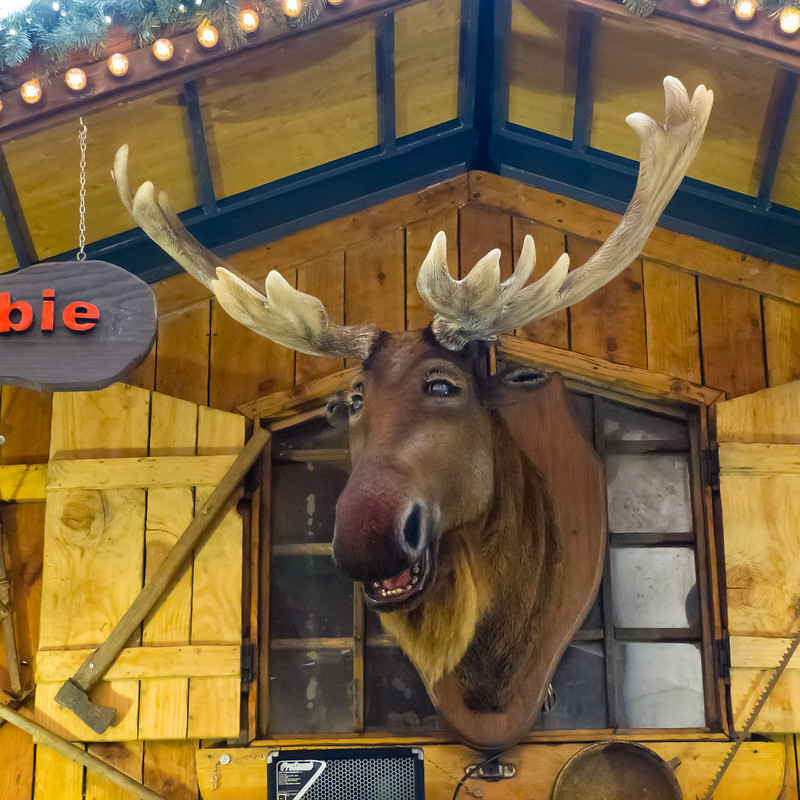 The moose sings again