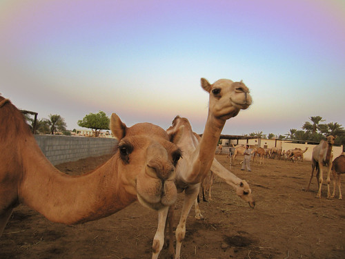 staring camels 2