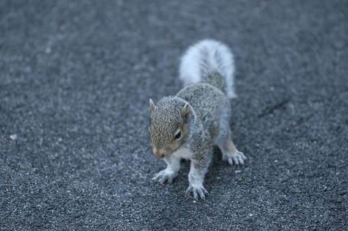 Baby Squirrel. Busy paws, and a face that seems glad of the day. — Twix, CC BY-SA