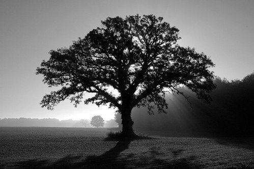trees tree topv111 fog sunrise geotagged illinois oak favme fv10 notblogged oaktree topten burroak geo:lat=404676 geo:lon=895325 interestingness205 i500 notei loneoaktree notcipb nottwit