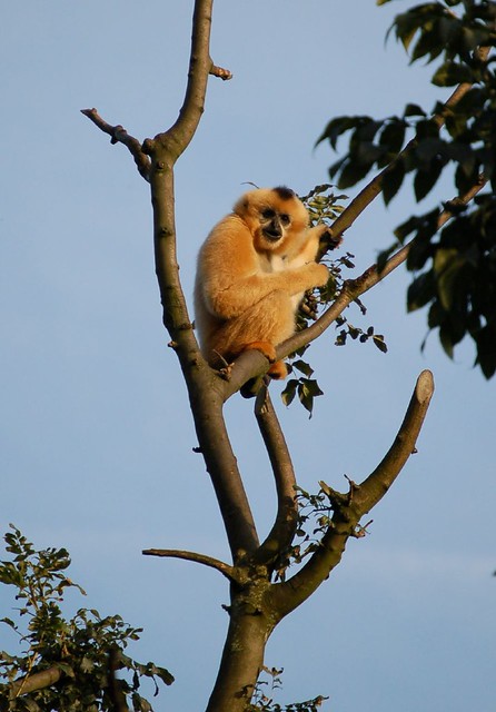Gibbon I