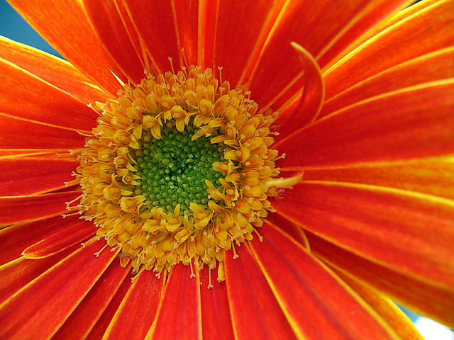 Orange Flower 2/ Flor Alaranjada 2