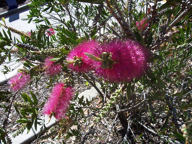 pink bottlebrush flowering plant