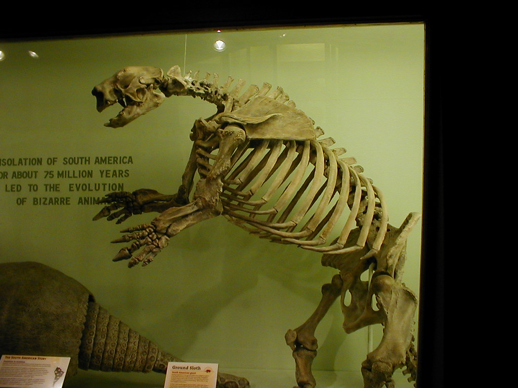 Giant ground sloth skeleton | From the prehistoric mammal co… | Flickr