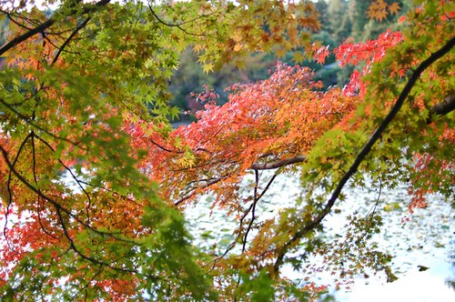 Autumnal Tints 6 | jeMie* | Flickr