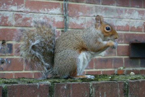 Squirrel | by JotHaGie