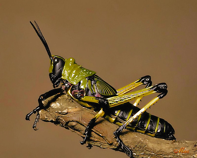 Immature Grasshopper - Macro