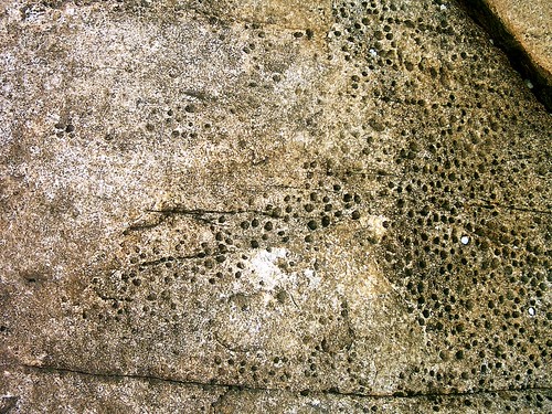 Pitted Rocks Pitted rock | see the shells in the holes in the rock | david griffiths ...