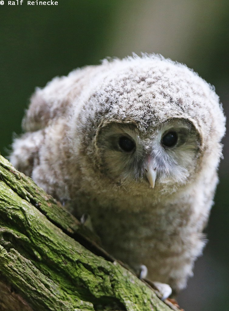 Young Ural Owl - Zoo Praha May 2015 03