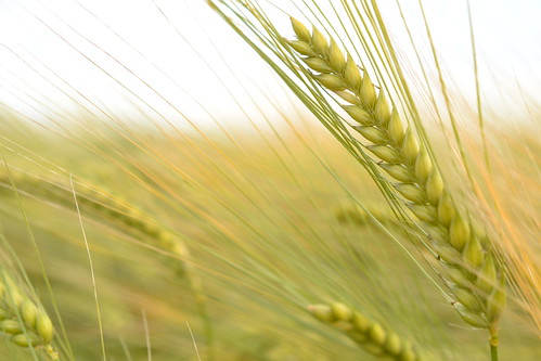 barley farm wheat farming grain cereal crop