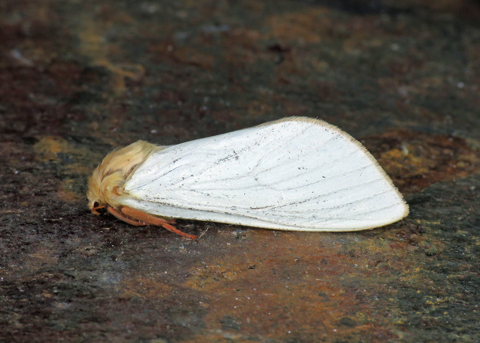 3.005 Ghost Moth - Hepialus humuli