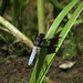 Flickr photo 'Plathemis lydia - Common Whitetail' by: pihlaviita.